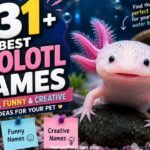 531+ Best Axolotl Names: Cute, Funny & Creative Ideas For Your Pet